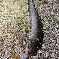 今日は釣れました！！