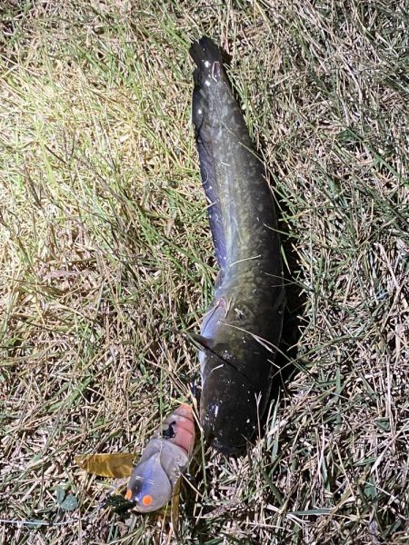 今日は釣れました！！