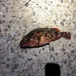 今シーズン初タチ