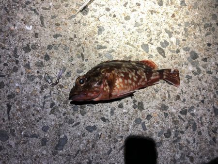 今シーズン初タチ