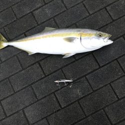 雨のライトショアジギング