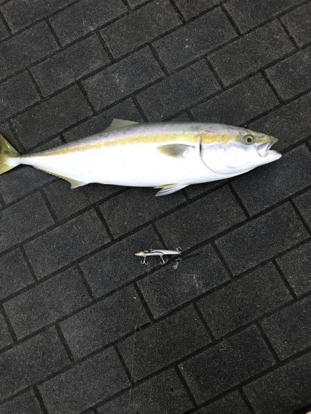 雨のライトショアジギング