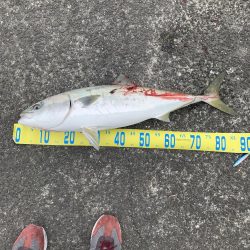 自己新記録　鰤ゲット