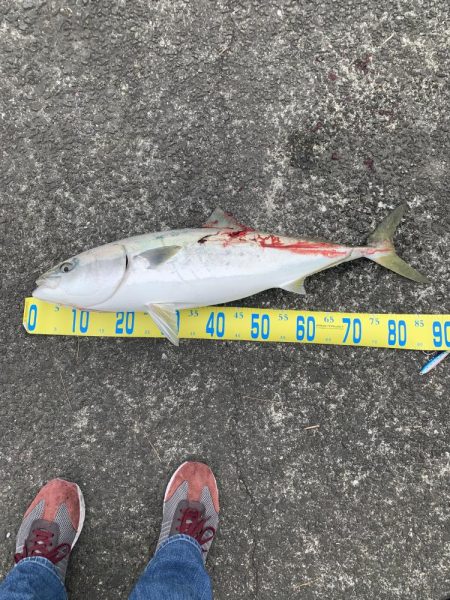 自己新記録　鰤ゲット