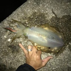 ケンサキ　アオリ　ツバス