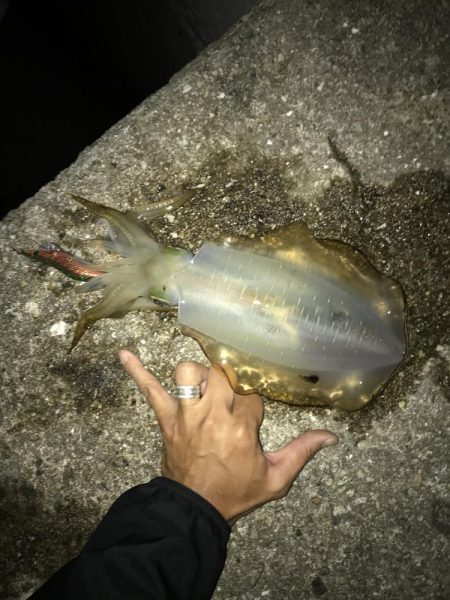 ケンサキ　アオリ　ツバス