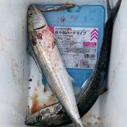 ショアジギング