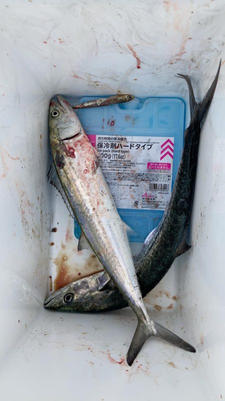 ショアジギング