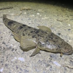 シーバス チヌ マゴチ