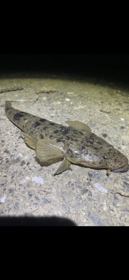 シーバス チヌ マゴチ