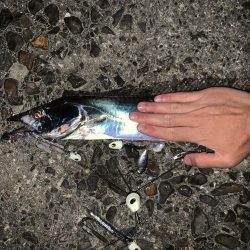 もう夜釣りは激寒です