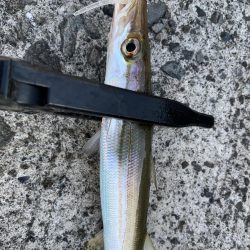 アジングでカマス