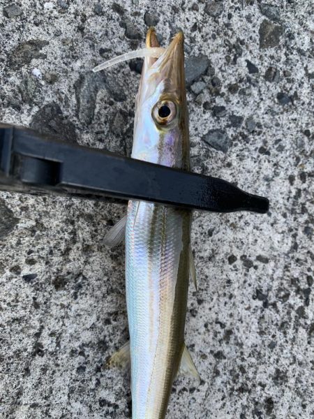 アジングでカマス