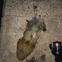 大潮のおかげ？