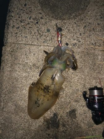 大潮のおかげ？