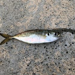 新規ポイント アジング