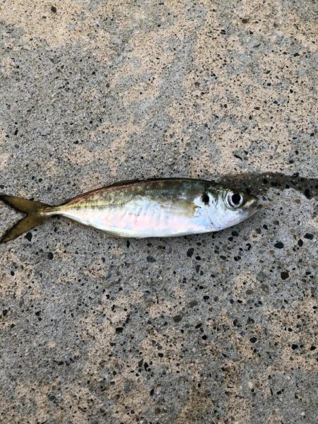 新規ポイント アジング