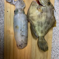 カワハギ&アオリイカ