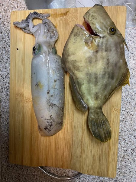カワハギ&アオリイカ