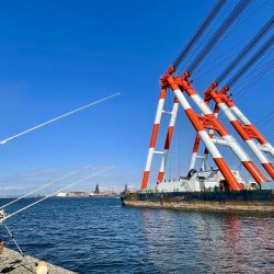 カレイ　厚みが増してきました