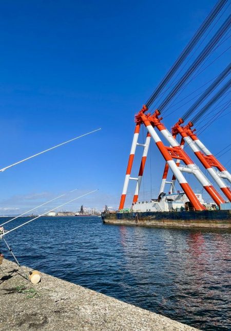 カレイ　厚みが増してきました