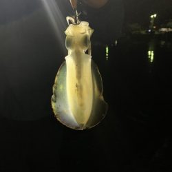 堤防エギング！