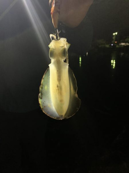 堤防エギング！