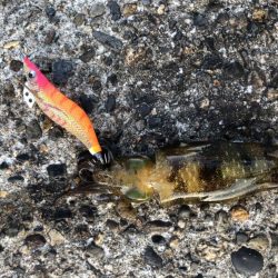 アオリイカエギング　ランガン