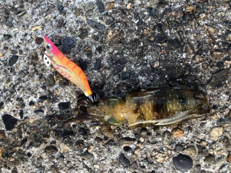 アオリイカエギング　ランガン