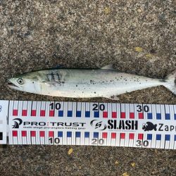 サゴシとアオリイカ