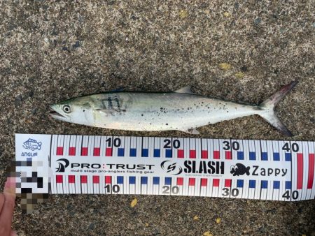 サゴシとアオリイカ