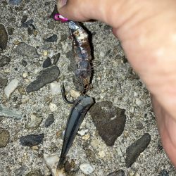 タチウオテンヤ2時間