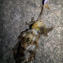 イカの気持ち４