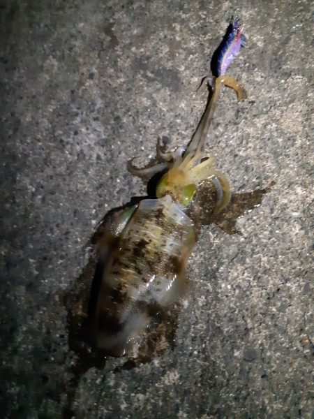 イカの気持ち４