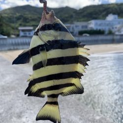 イカ狙いのはずが…