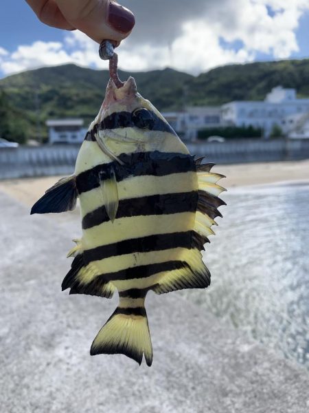 イカ狙いのはずが…