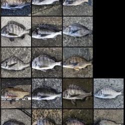 イチノ兄弟、釣果！