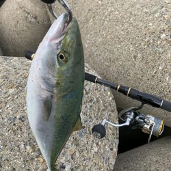 ガハハハハ　ツバス大