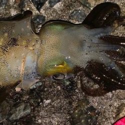 エギング初釣果