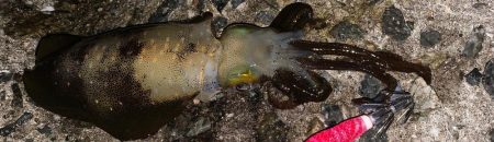 エギング初釣果