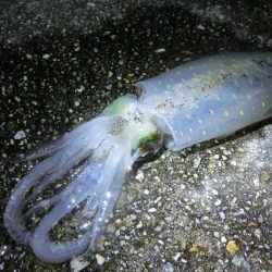 アオリ狙いが剣先に