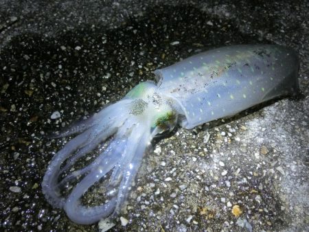 アオリ狙いが剣先に