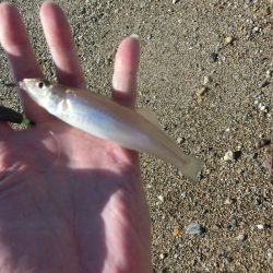 ゆったりとキス釣り