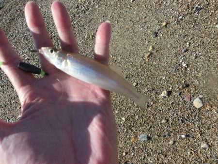 ゆったりとキス釣り