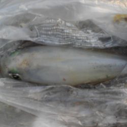 アオリイカ居ない