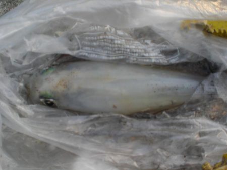 アオリイカ居ない