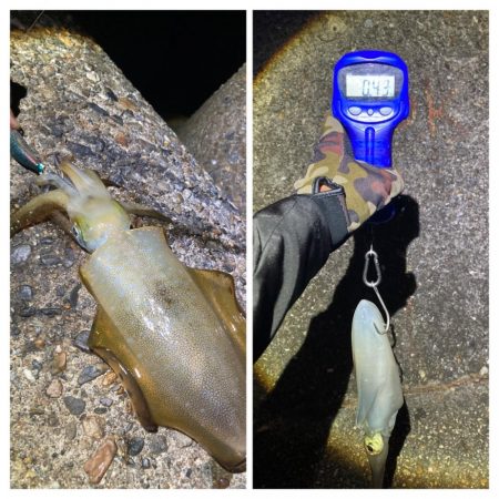 アオリイカ日々成長してます(^｡^)