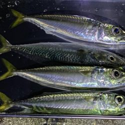 久しぶりの淡路島釣行