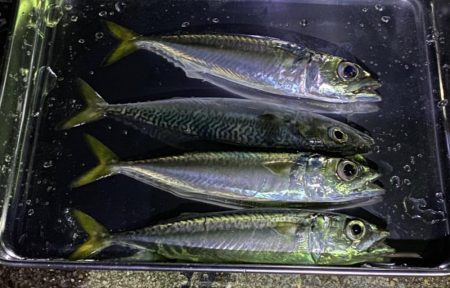 久しぶりの淡路島釣行