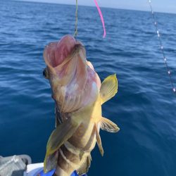 今回もジギングでアマダイ釣り！